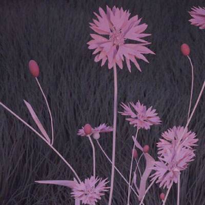 开元ky7818老版本